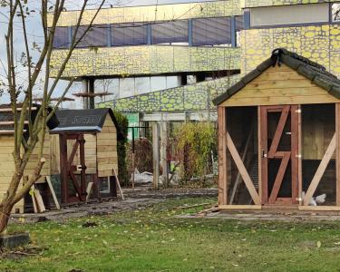 Nieuwe villa voor de kippen en konijnen Leerlingen maken nieuw kippenhok en konijnenhok in de schooltuin.