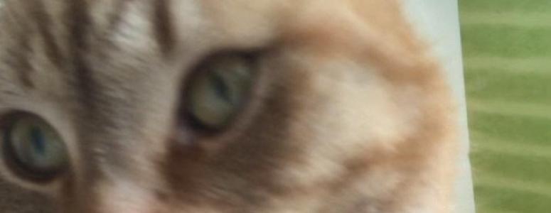 kat